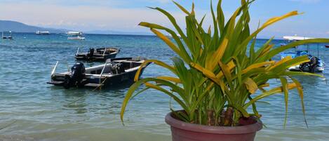 A potted plant in the foreground with a view of boats on the water in the background.