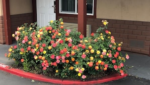 Una jardinera con diversas flores coloridas frente a un edificio de fachada roja de ladrillo y puerta blanca.