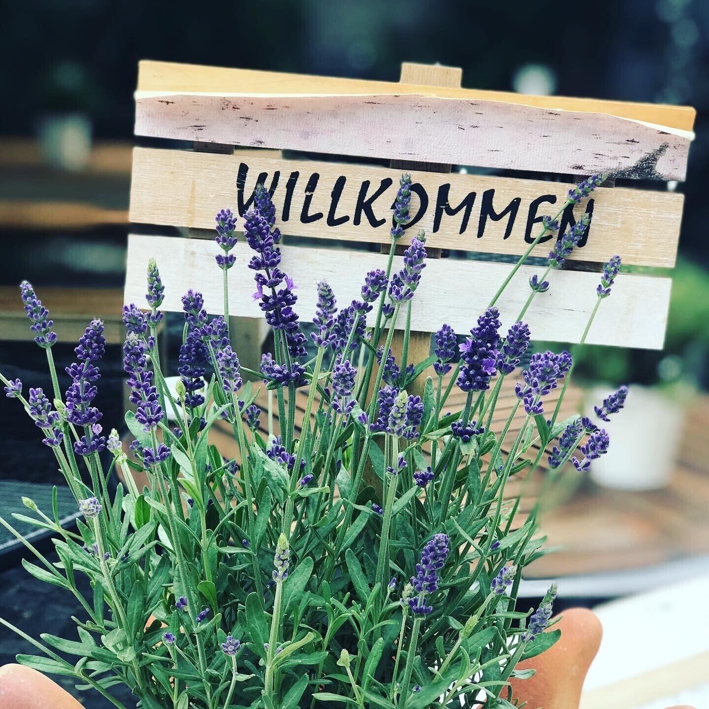 A wooden sign with the word "WILLKOMMEN" and a potted lavender plant in front of it.