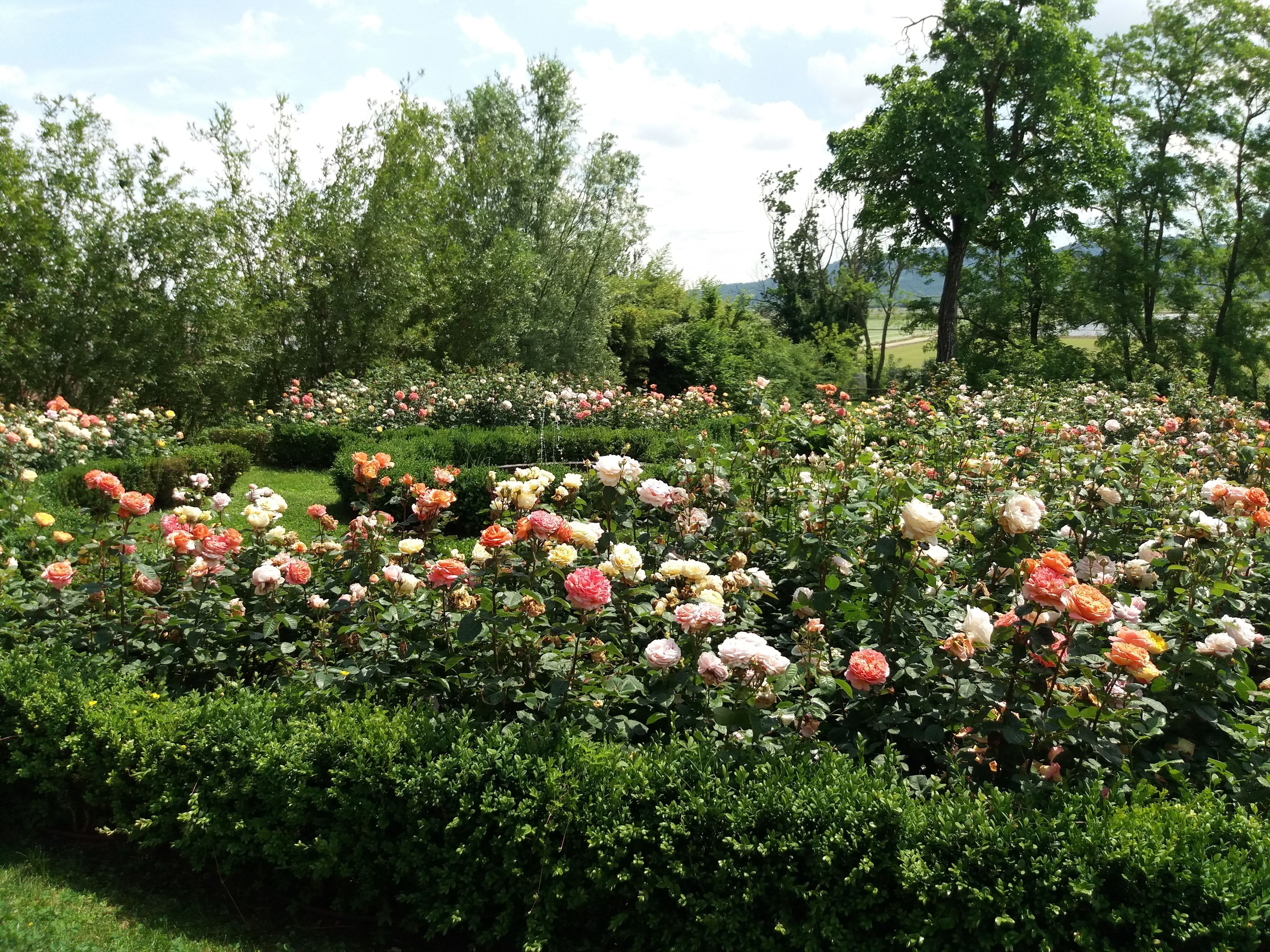 Un jardín con diversas variedades de rosas y arbustos verdes.
