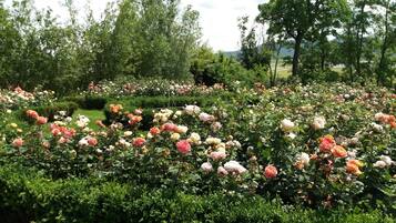 Un jardín con diversas variedades de rosas y arbustos verdes.