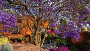Un patio con suelo de baldosas, un árbol con flores moradas y un edificio de paredes anaranjadas.