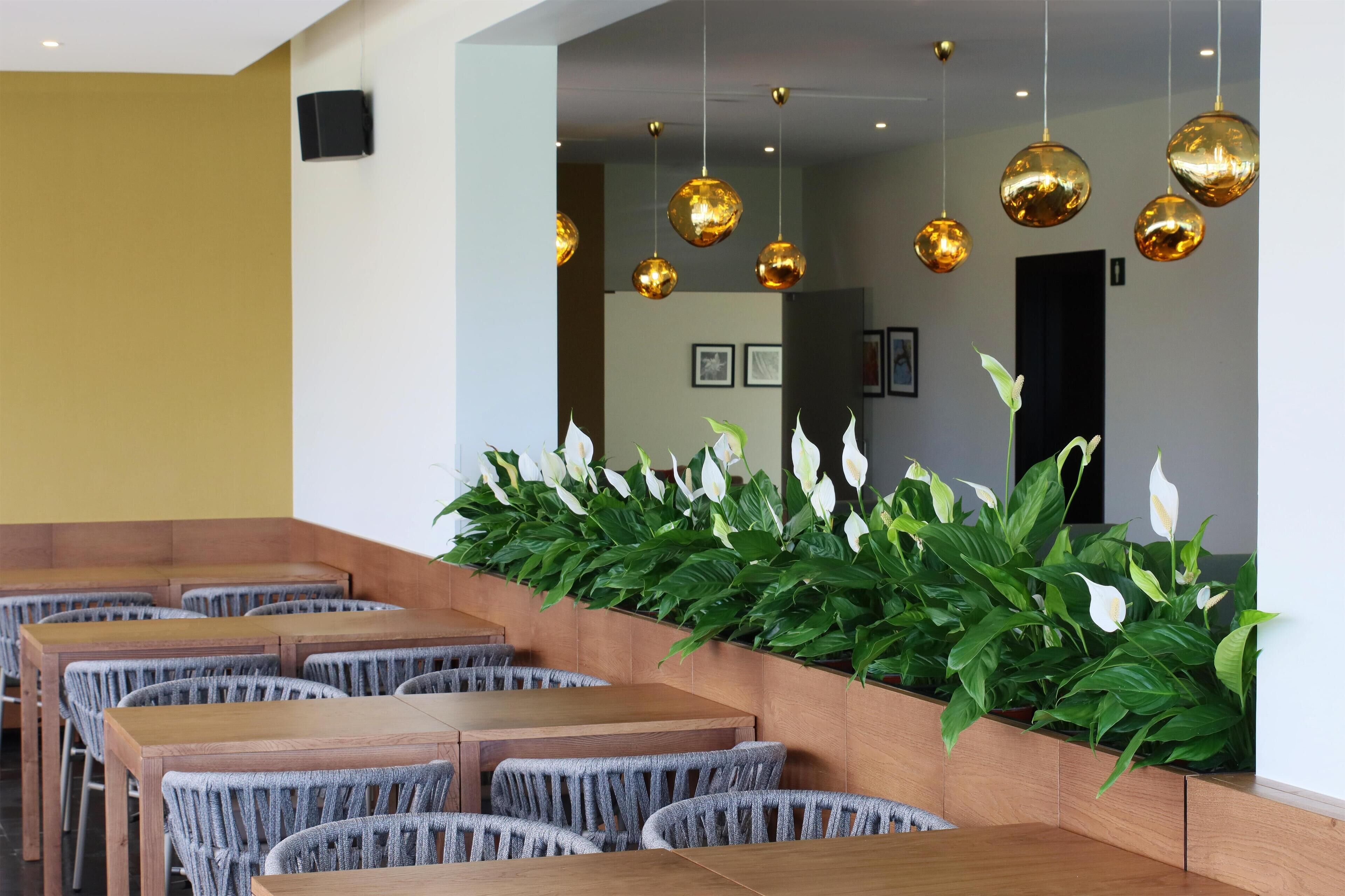 Un restaurante con mesas y sillas de madera, luces esféricas doradas colgantes y una pared cubierta de plantas verdes.