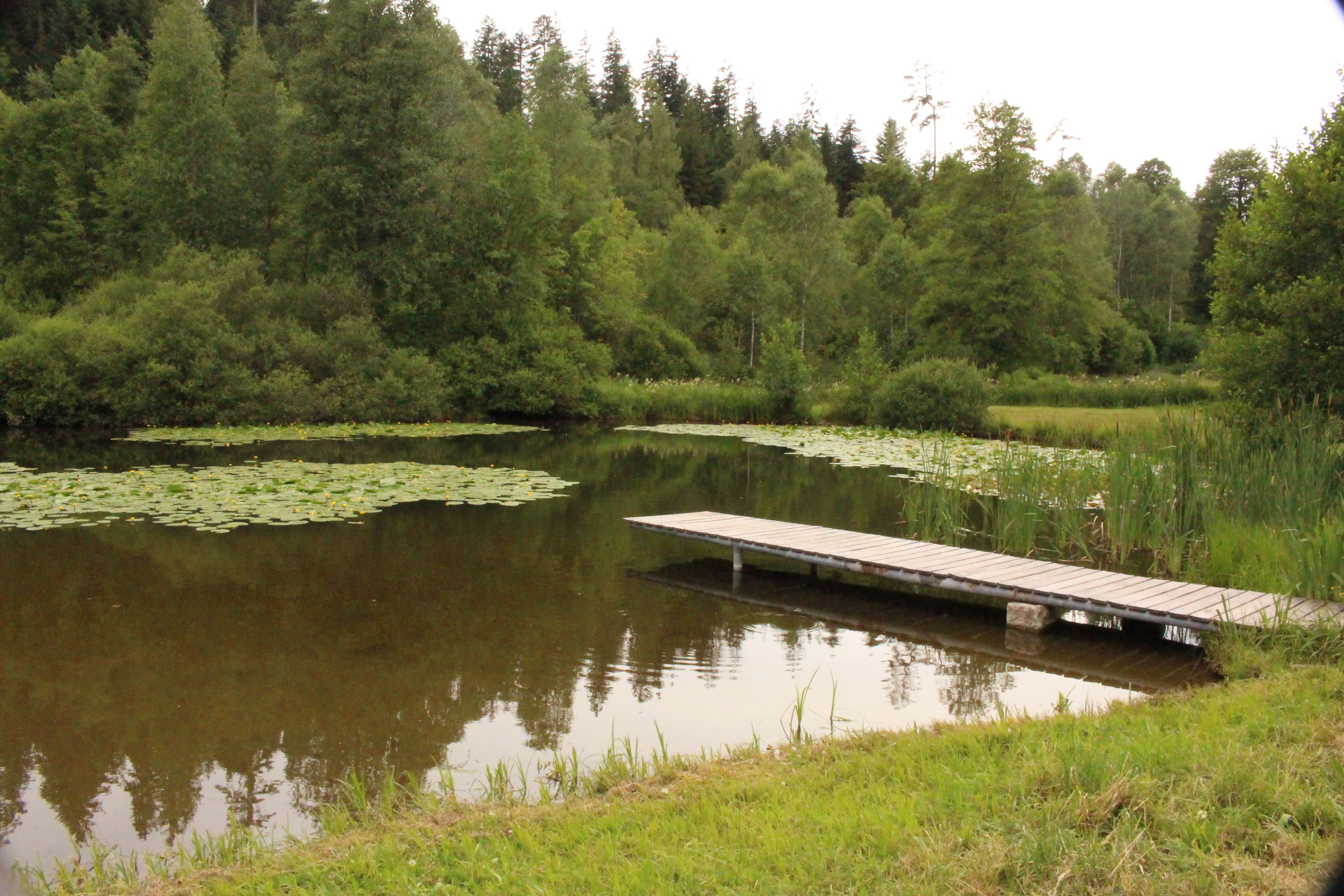 A calm pond with lily pads, surrounded by dense forest. A wooden dock extends into the water.