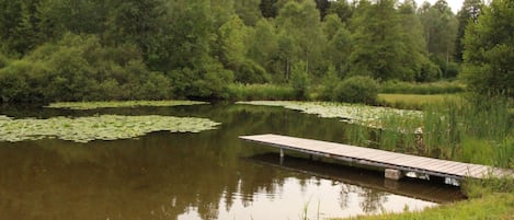 A calm pond with lily pads, surrounded by dense forest. A wooden dock extends into the water.