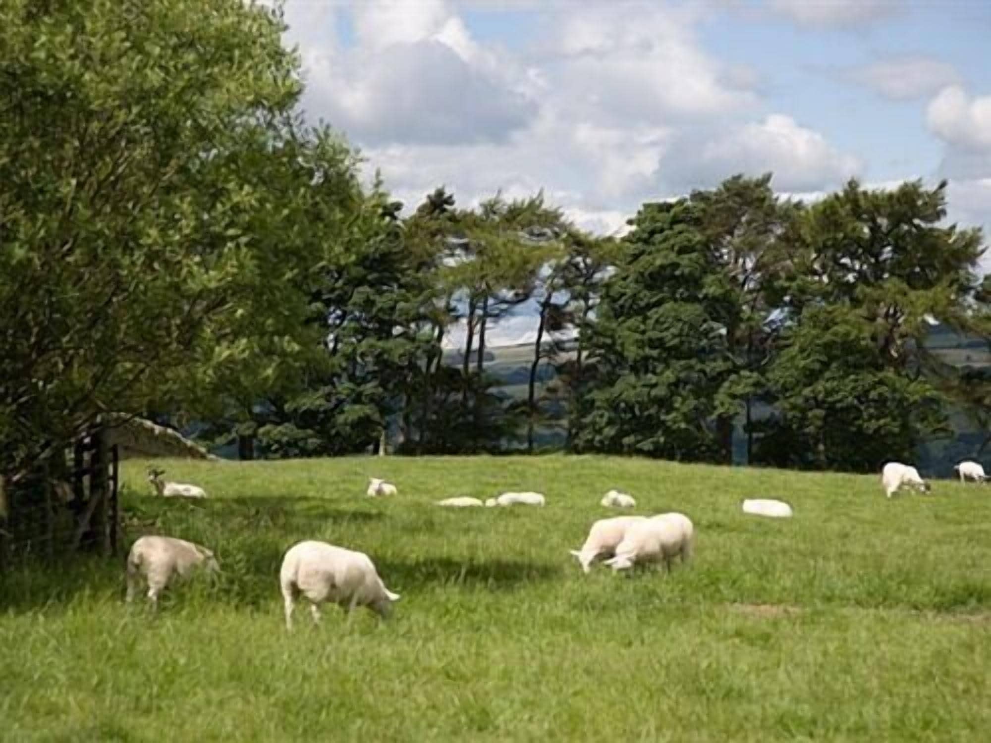 Um campo gramado com ovelhas pastando, rodeado por árvores e uma cerca.