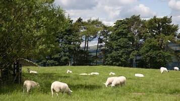 Um campo gramado com ovelhas pastando, rodeado por árvores e uma cerca.