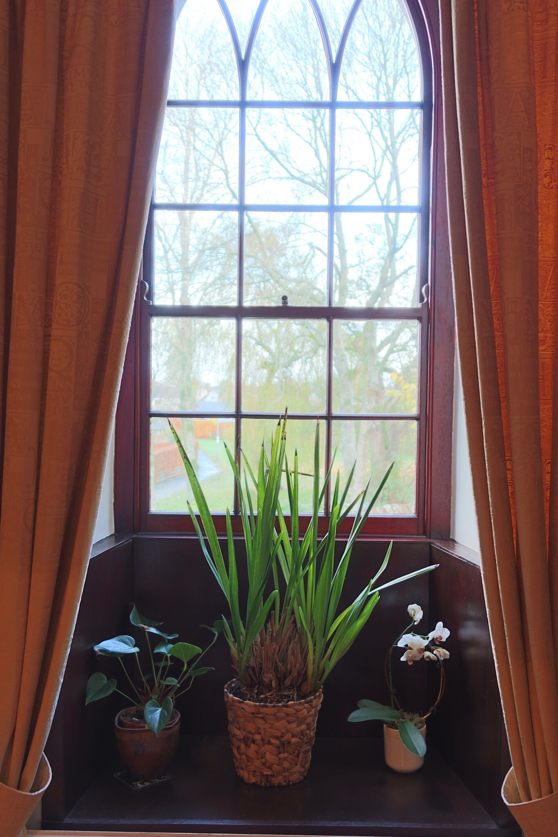 A window with a view of trees, a plant in a woven basket, and a potted orchid.
