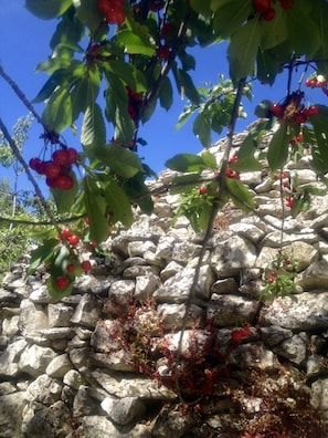 Garden - Country House Case Catalano (Abbateggio)