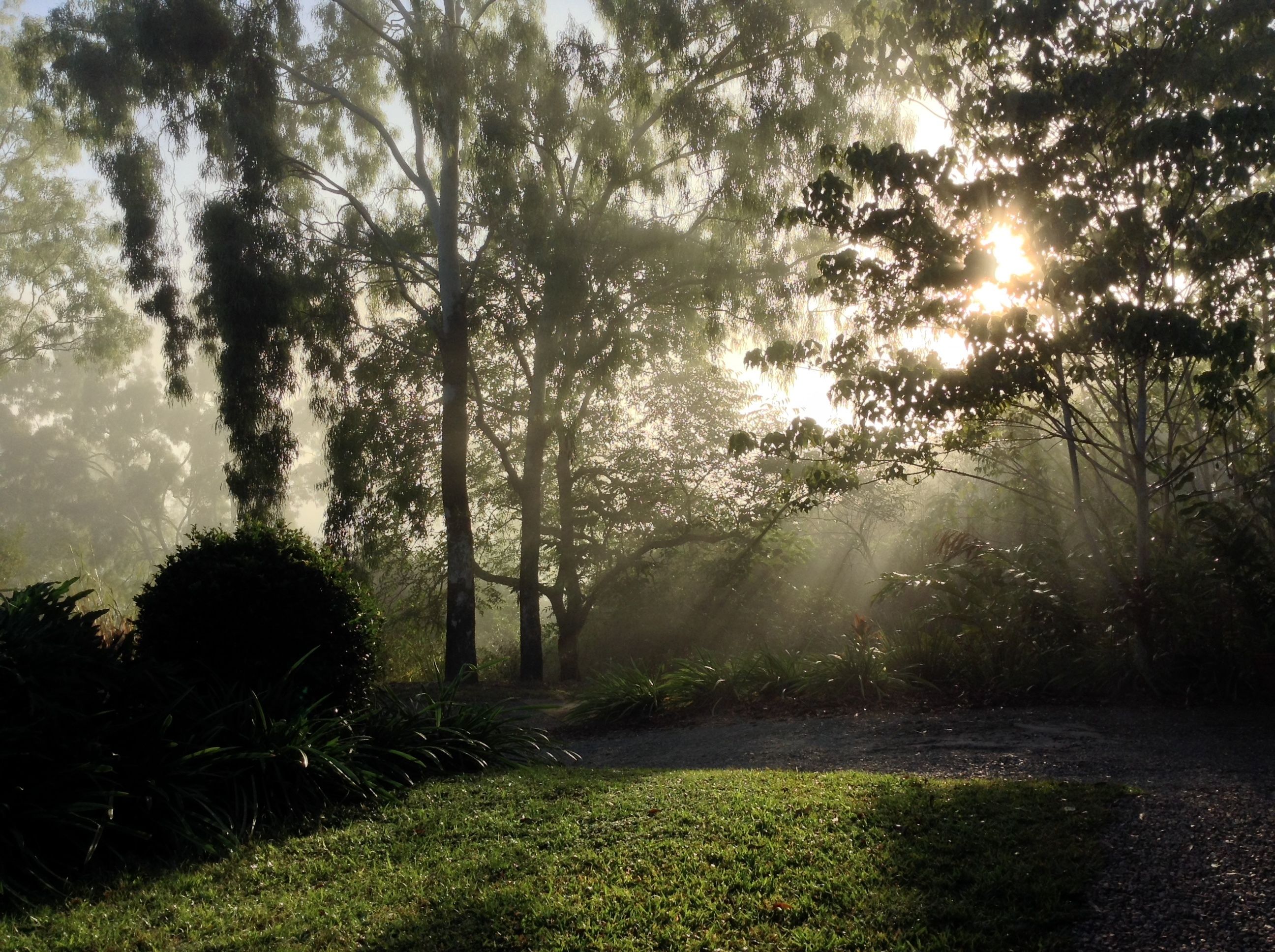 A forest path with sunlight filtering through trees.
