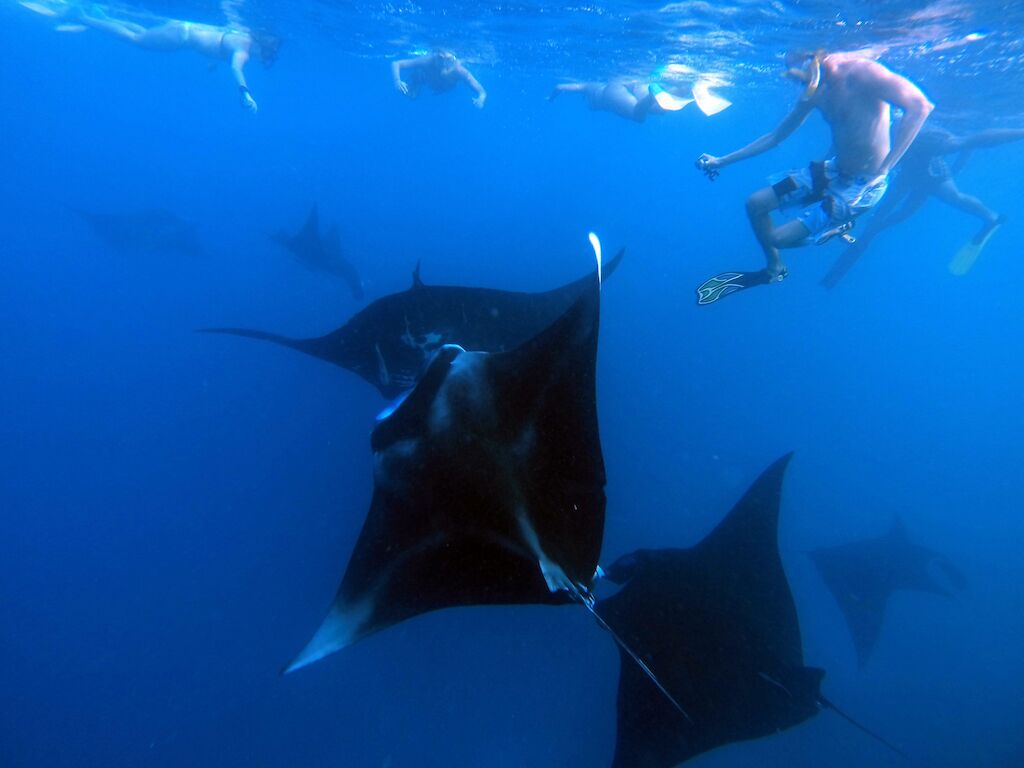 Une personne faisant de la plongée avec tuba au milieu de raies manta dans une eau d’un bleu cristallin.