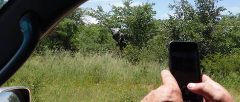 A person holding a smartphone, likely taking a photo or video, with a view of a grassy field and trees through the car window.