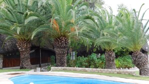 A swimming pool surrounded by palm trees and a stone wall.