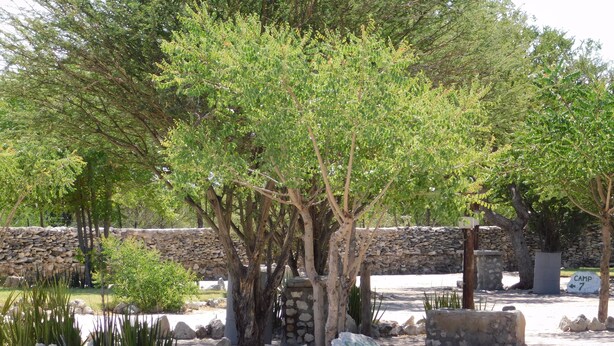 A stone wall with trees and a sign indicating a camp.
