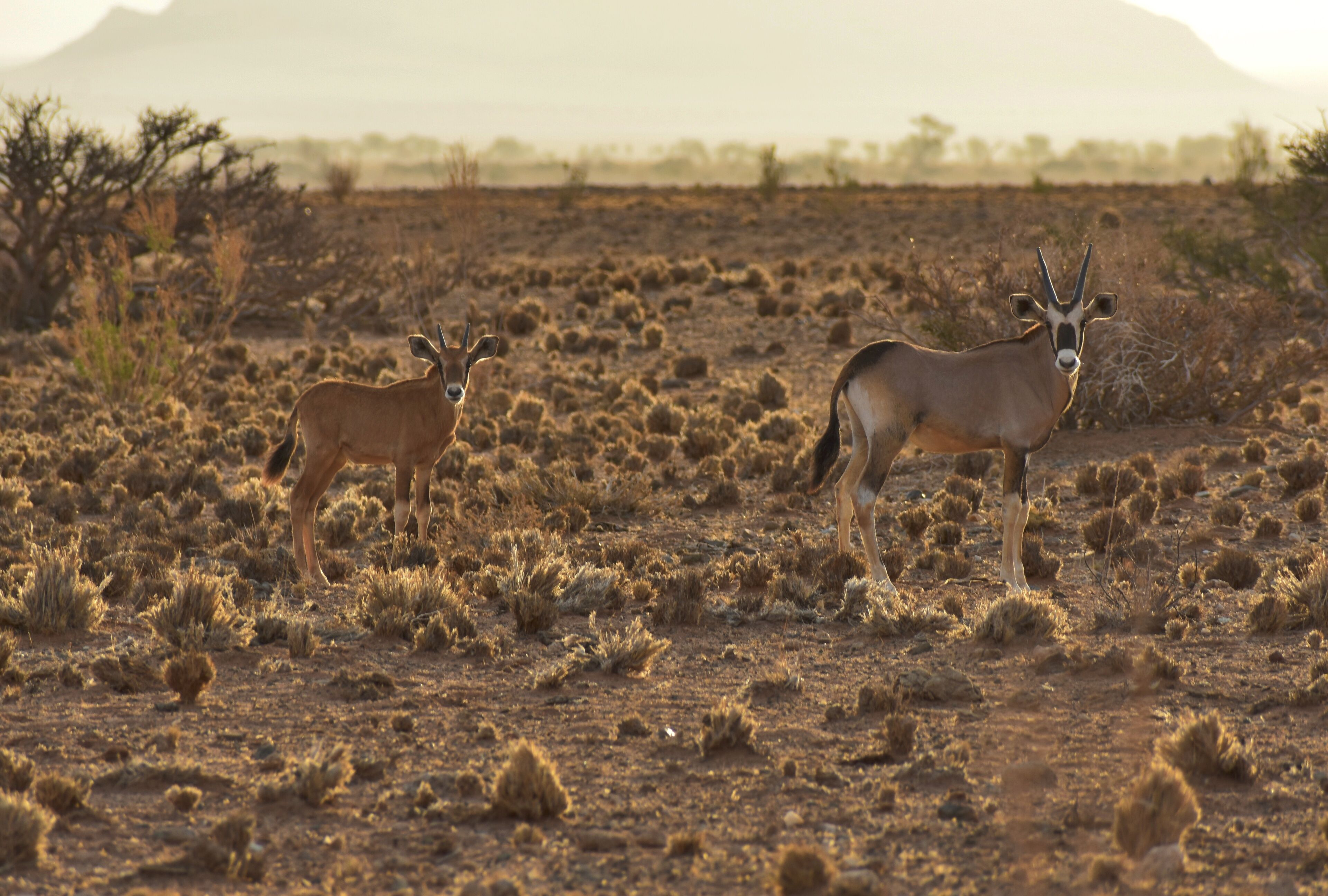 Deux antilopes dans un paysage aride et dégagé, avec une végétation clairsemée et des montagnes à l’horizon.