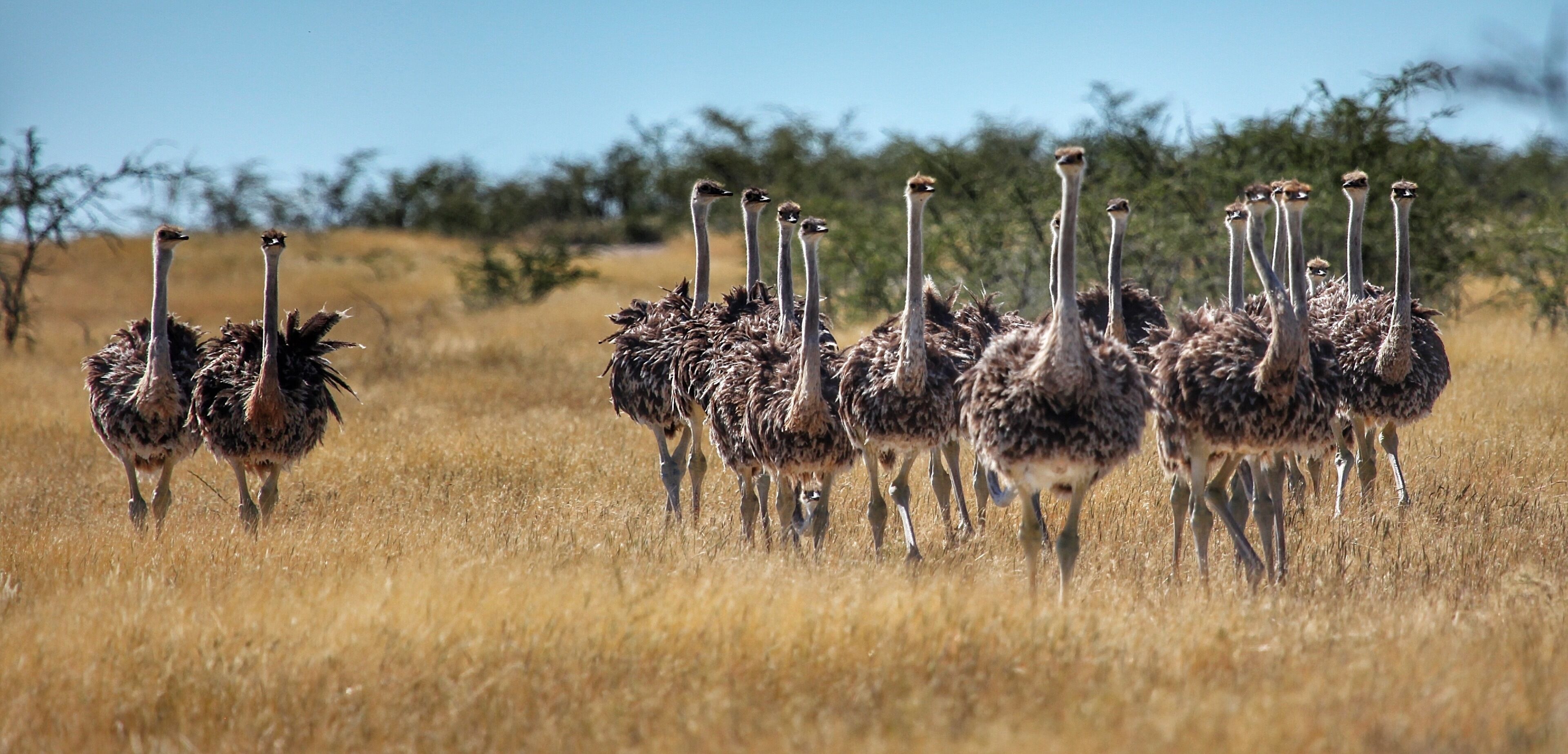 Un grupo de avestruces en su hábitat natural.