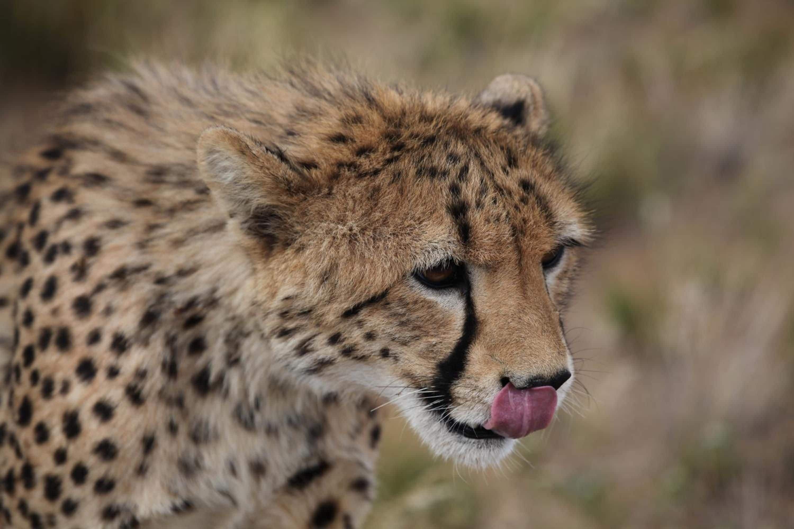 A cheetah with a visible tongue.
