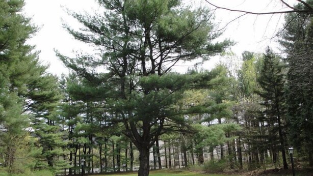 A large tree in a park with picnic tables.
