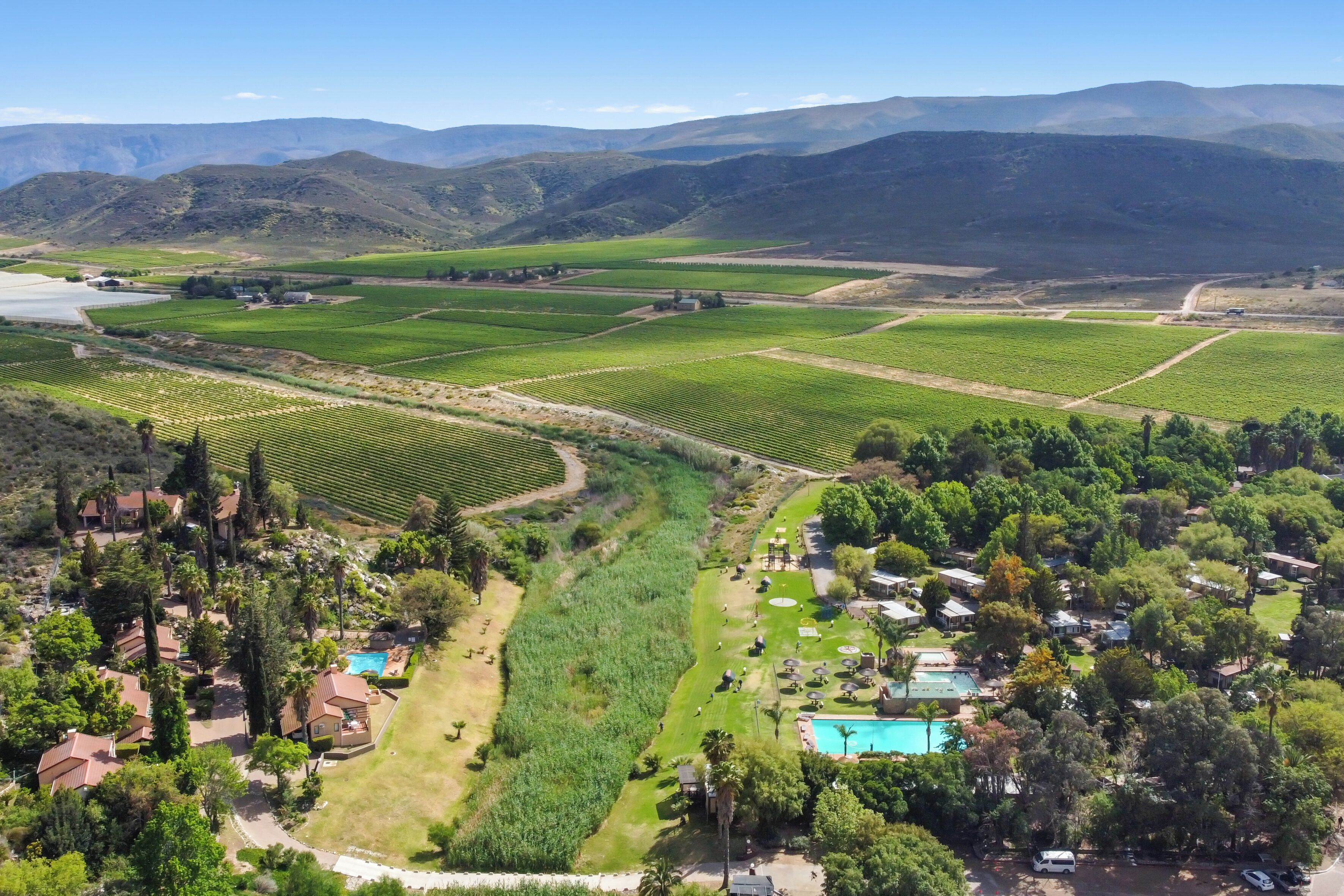 A vineyard with rows of grapevines, a swimming pool, and residential buildings.