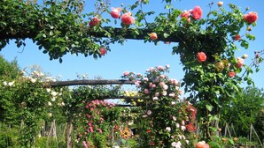 A garden with a pergola covered in pink roses. - Maso di Villa (Susegana)
