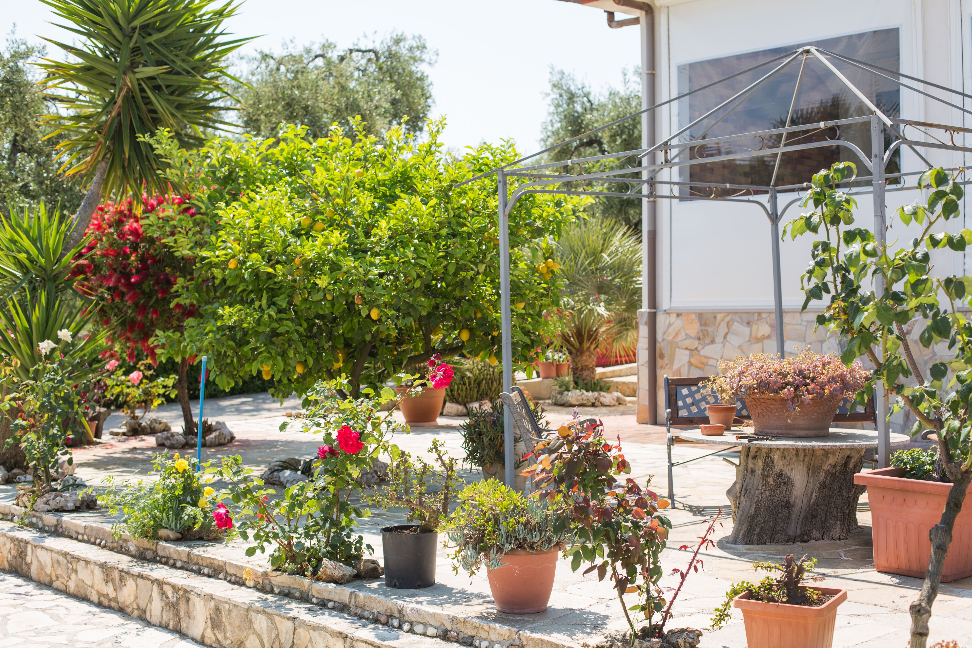 A garden with various potted plants and a metal structure.
