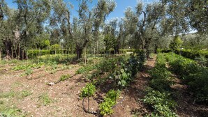 An olive grove with rows of trees and a clear blue sky. - Villa Vesta (Vieste)