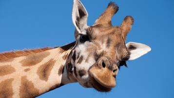 A close-up of a giraffe's head with a clear blue sky in the background.