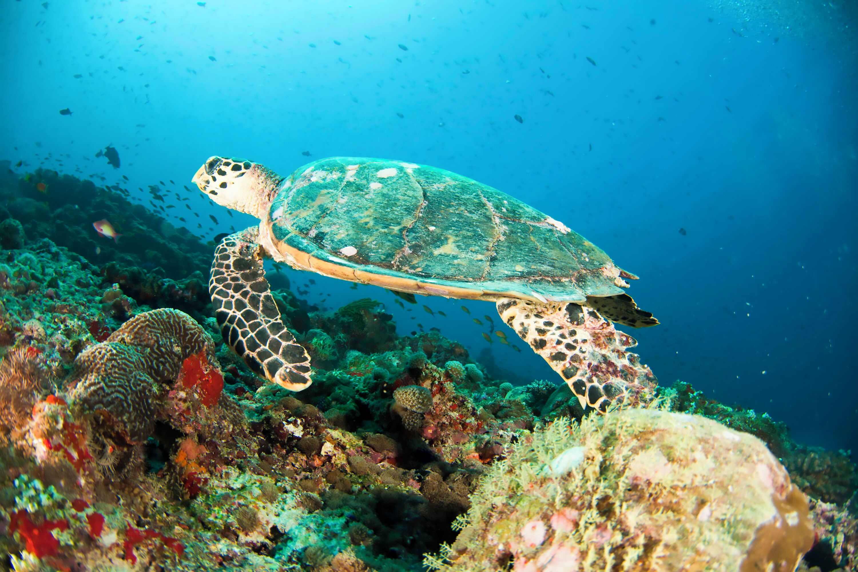 センタラ コレクション マッチャフシ アイランド リゾート & スパ モルディブ - 30 パーセント ディスカウント オン トランスファーズ フォー ミニマム 4 ナイツ ステイ アンド モア バリッド フォー リザベーションズ ビトウィーン 11th フェブラリー ティル 22 ディセンバー 2025 Expedia提供写真