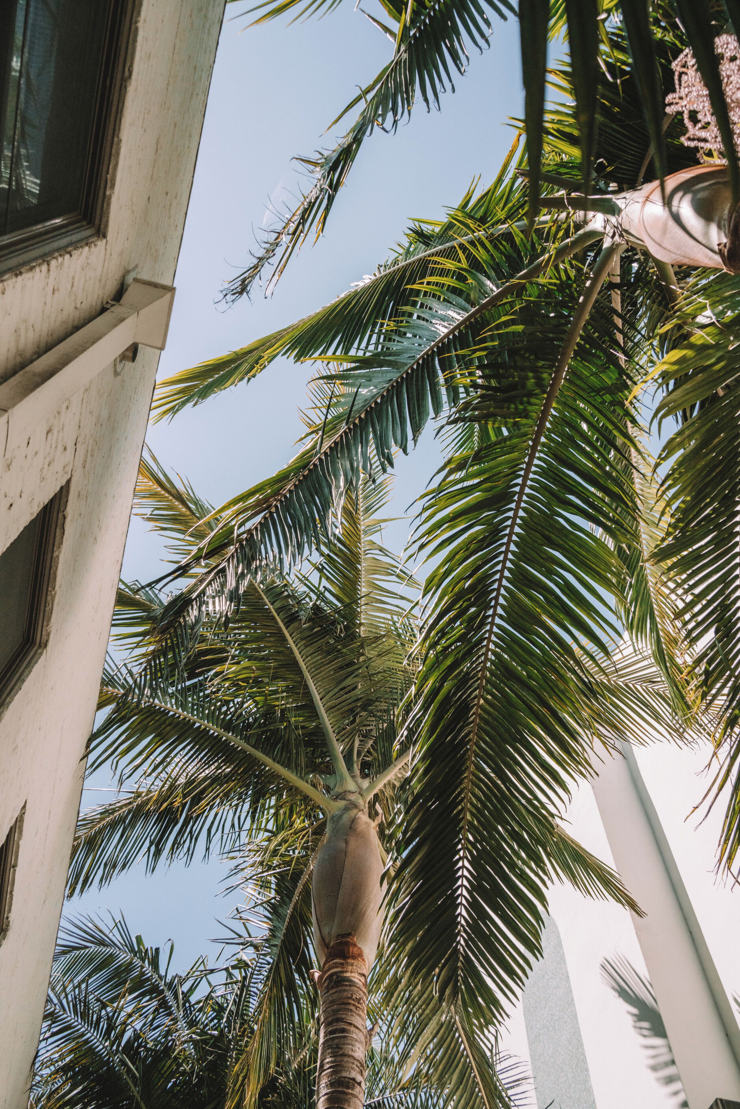A palm tree with a concrete structure in the background.