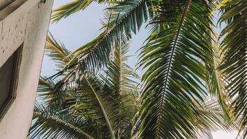 A palm tree with a concrete structure in the background.