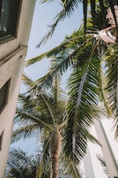 Una palmera con una estructura de concreto al fondo.