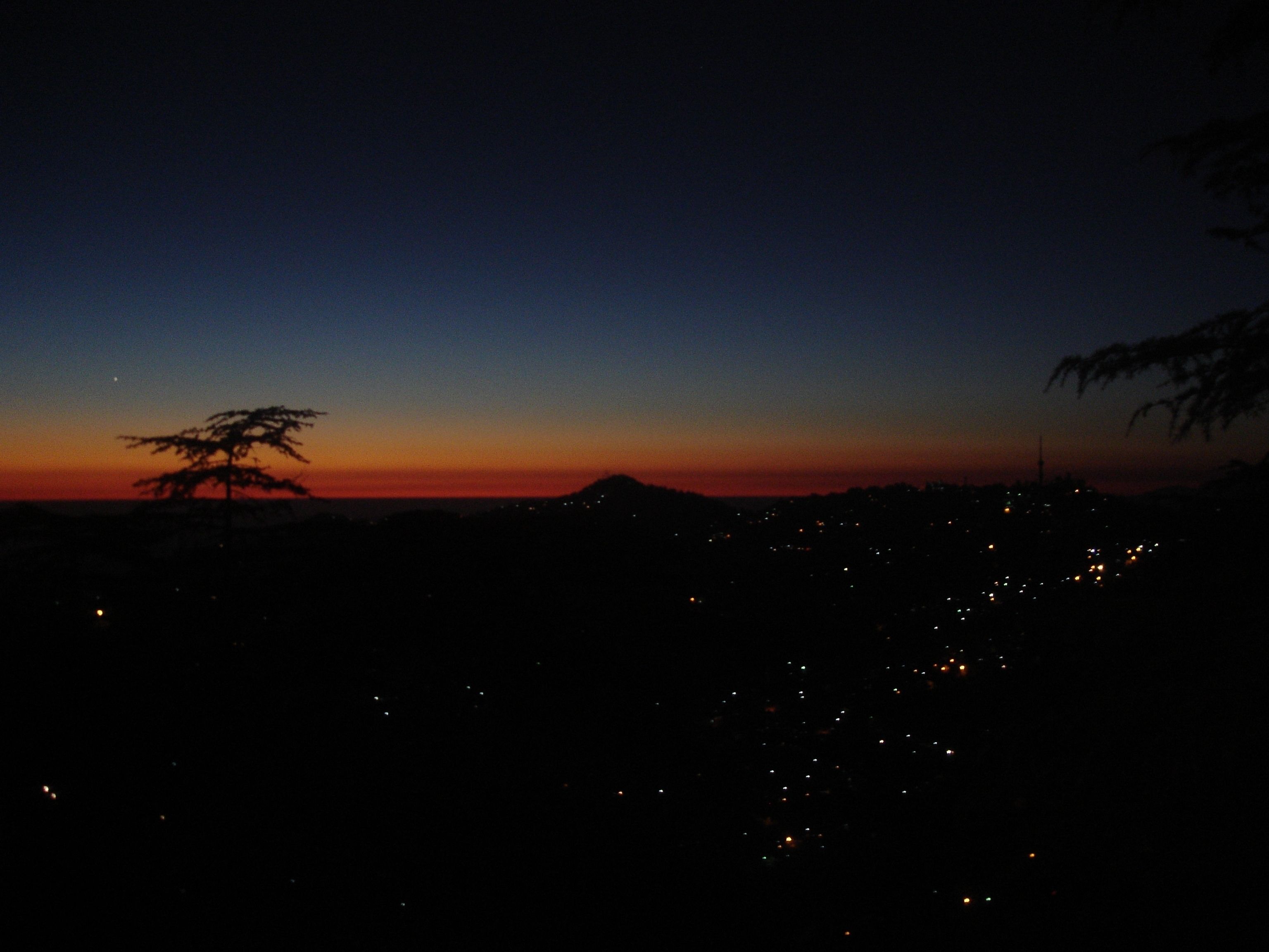 A night view of a cityscape with a prominent tree silhouette against a twilight sky.