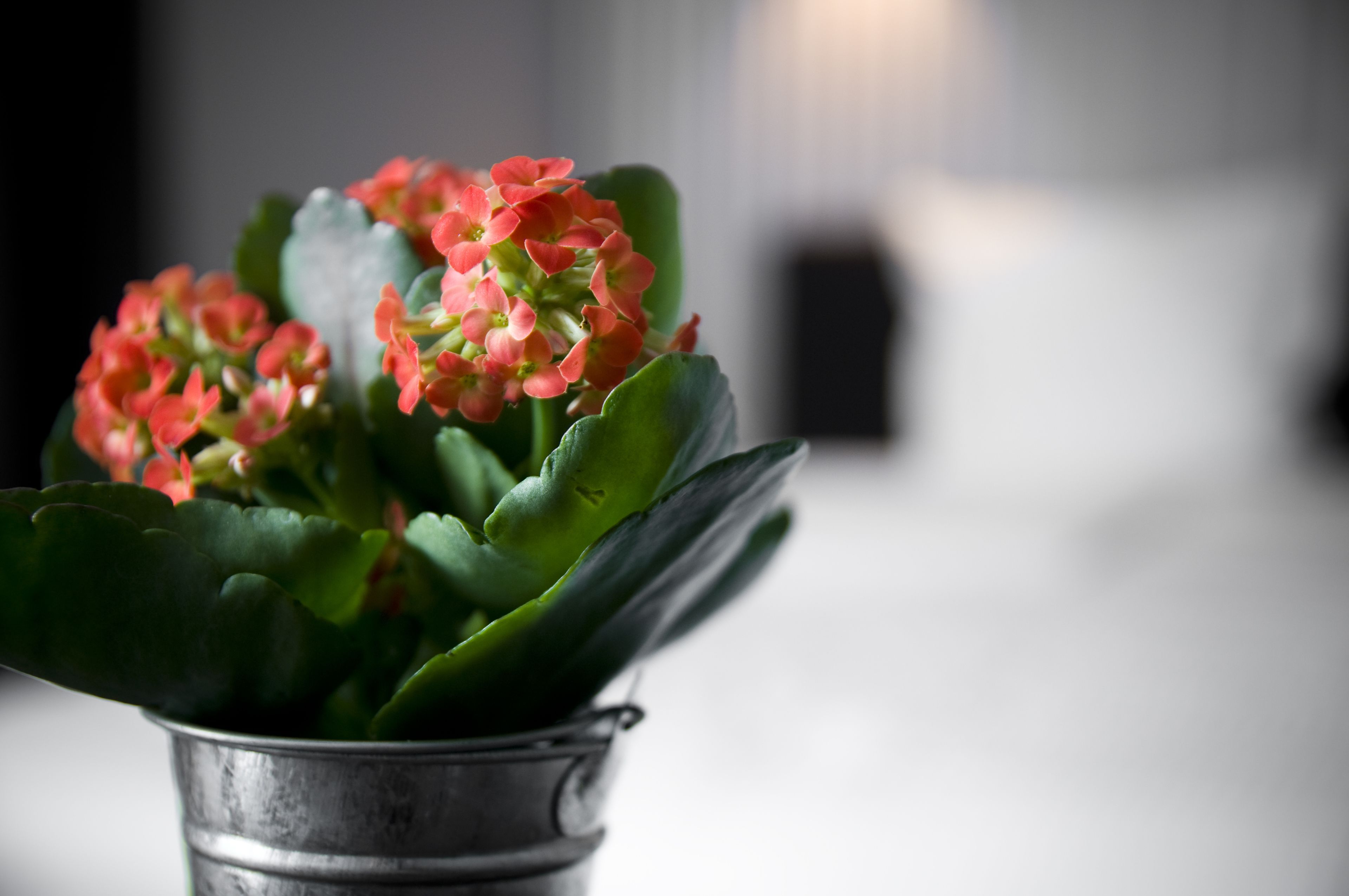 Een potplant met groene bladeren en roze bloemen.