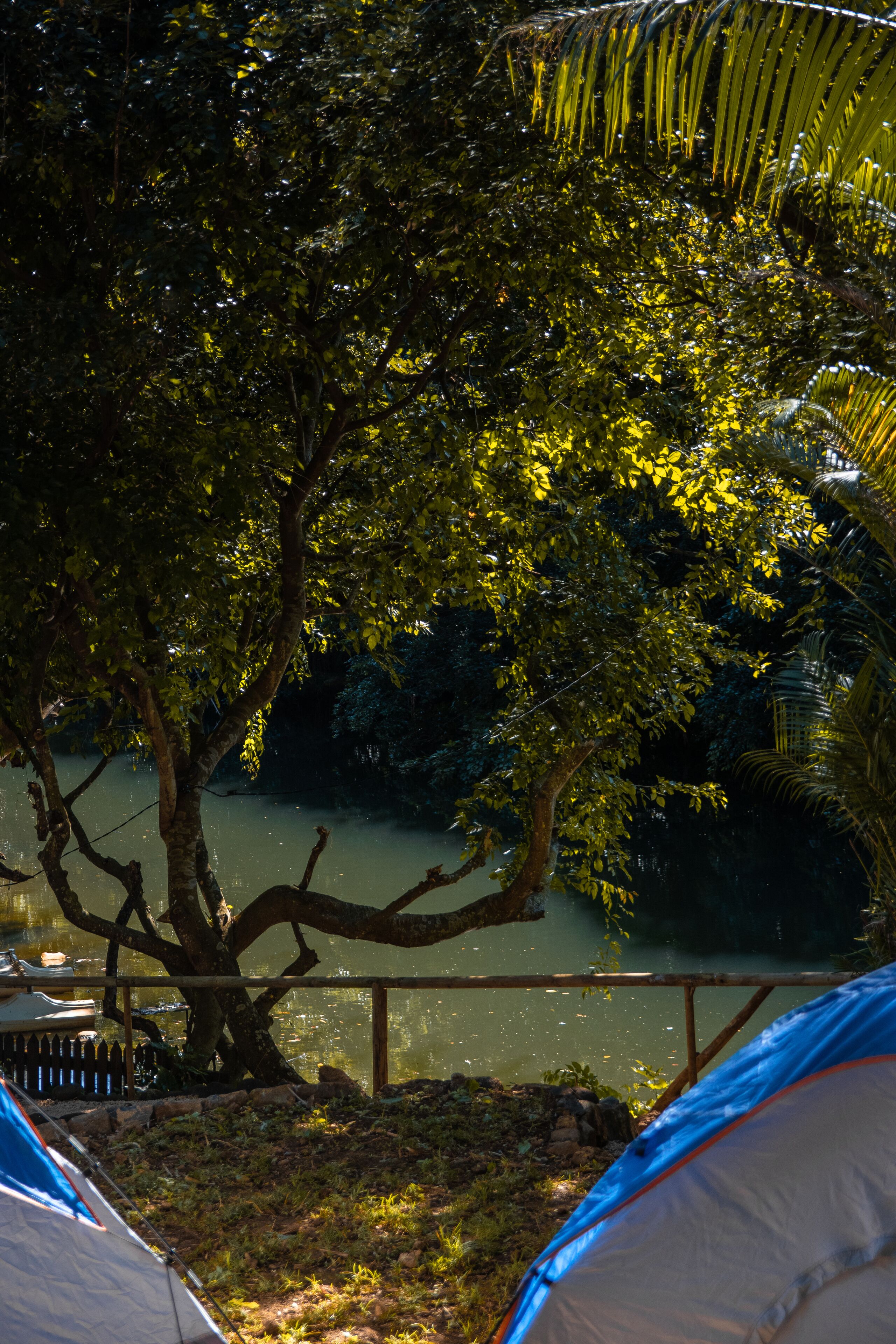 Una tienda de campaña montada cerca de un río, con un árbol al fondo.