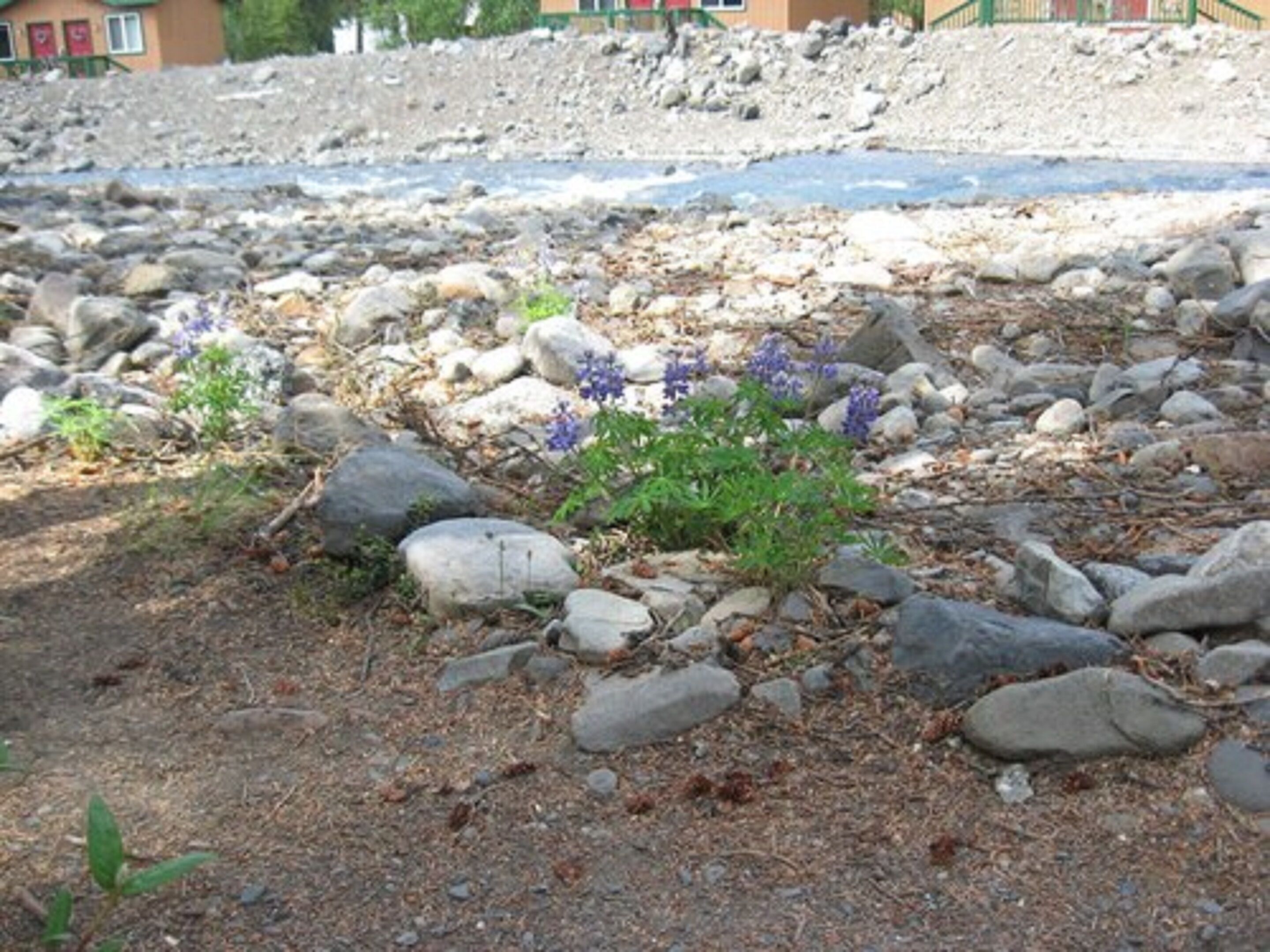 A rocky terrain with sparse vegetation and a distant building.