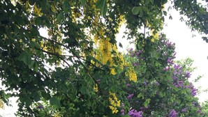 A garden with dense green foliage and clusters of yellow and purple flowers. - Pickmere Country House (Knutsford)
