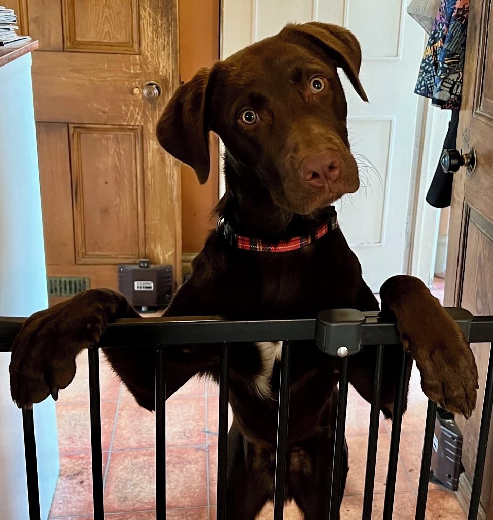 Un chien se tient derrière une grille, avec une porte en bois et un sol carrelé en arrière-plan.