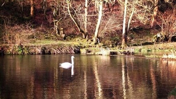 A swan swimming in a calm body of water surrounded by trees. - Lathkil Hotel (Bakewell)
