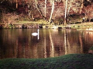 Un cisne nada en aguas tranquilas rodeado de árboles.