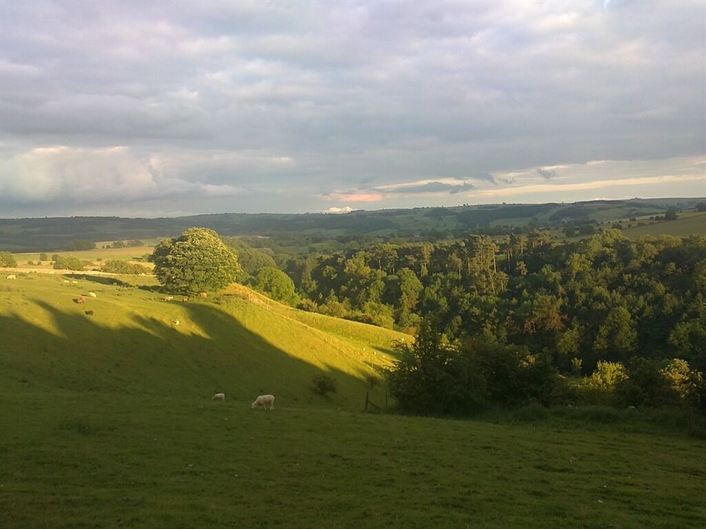 A grassy field with sheep grazing, surrounded by trees and hills.