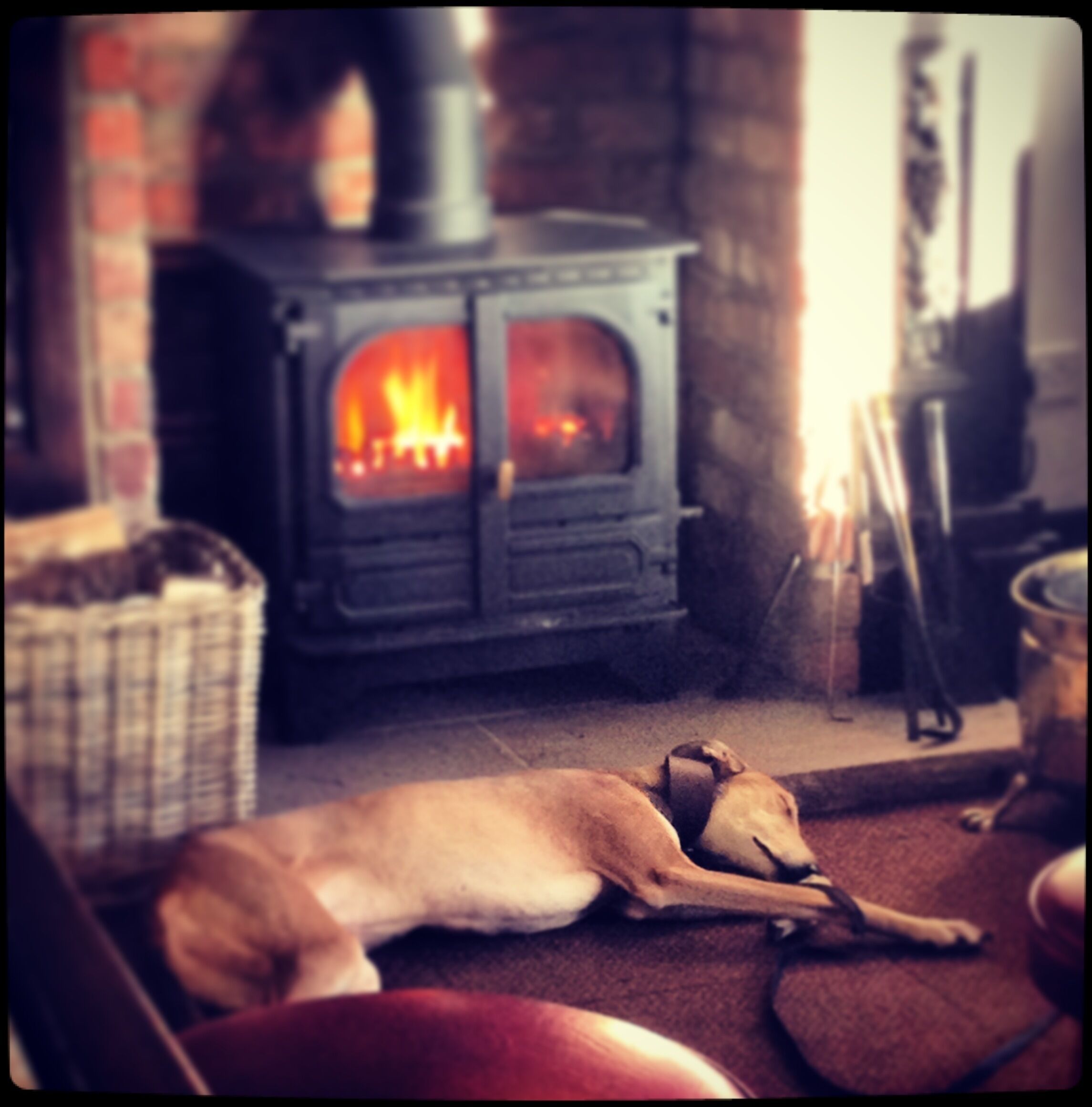 A dog lying on the floor in front of a wood-burning stove.
