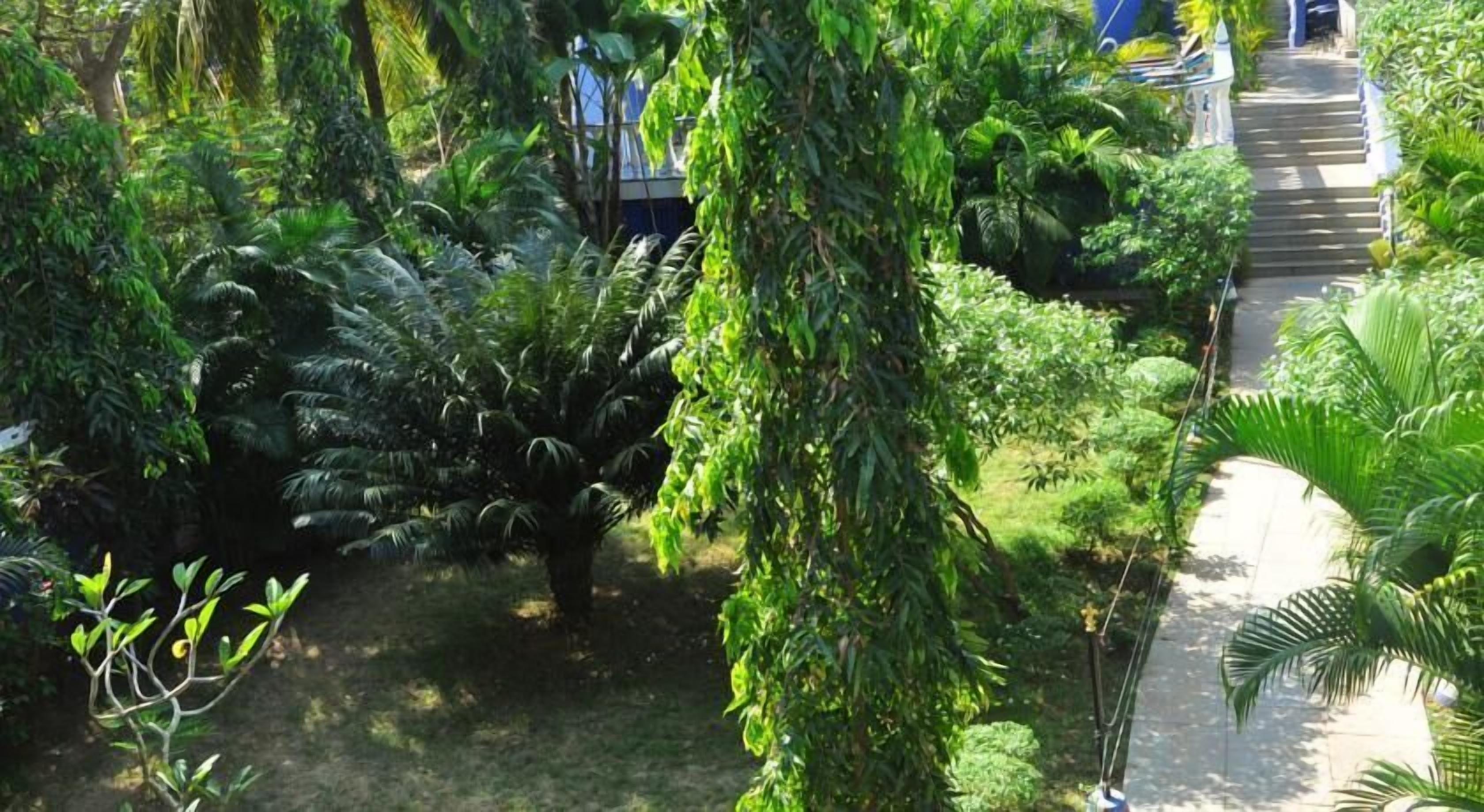 Un rigoglioso giardino con diverse piante tropicali e un vialetto lastricato che conduce a un edificio.