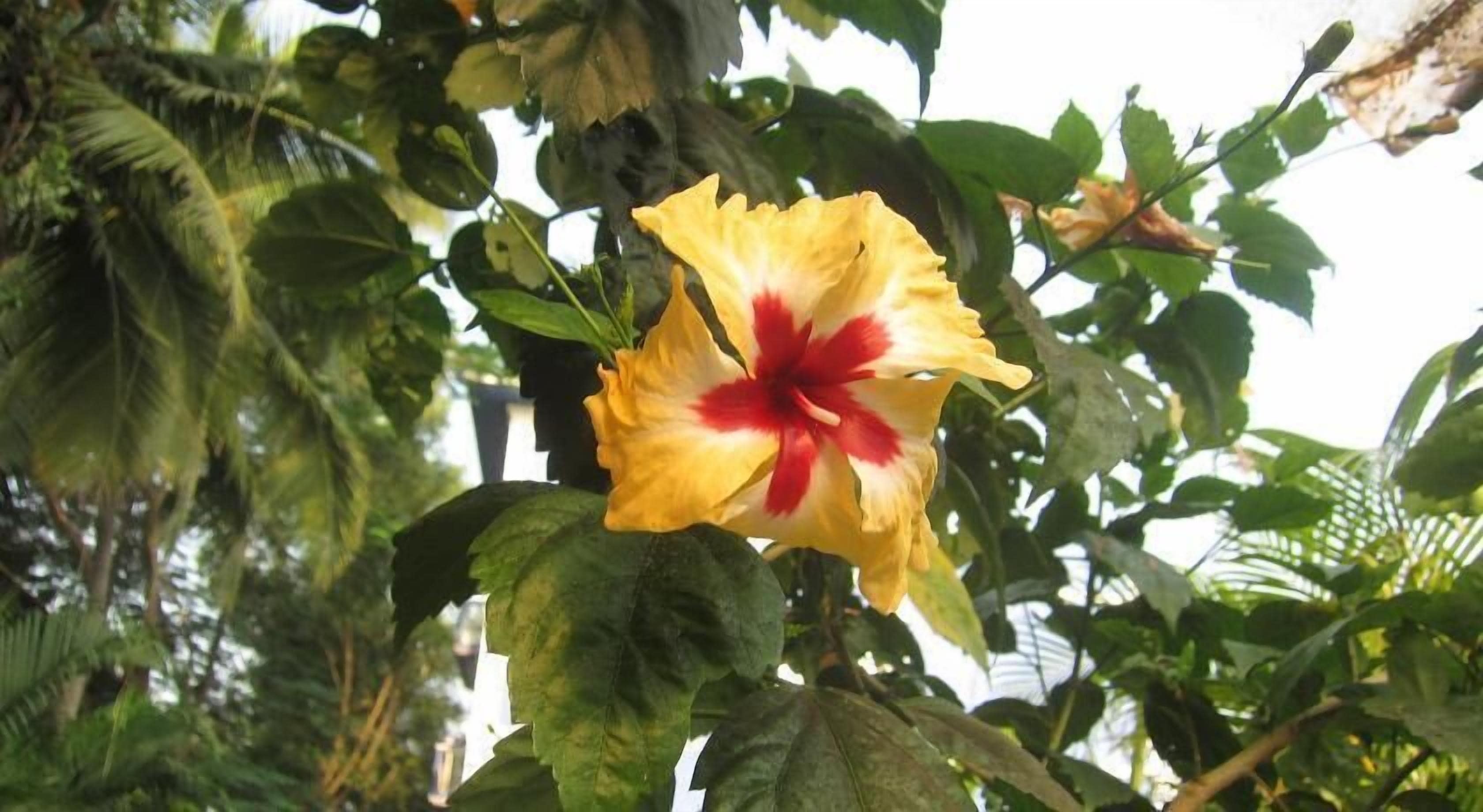 A yellow hibiscus flower with a red center amidst green foliage.