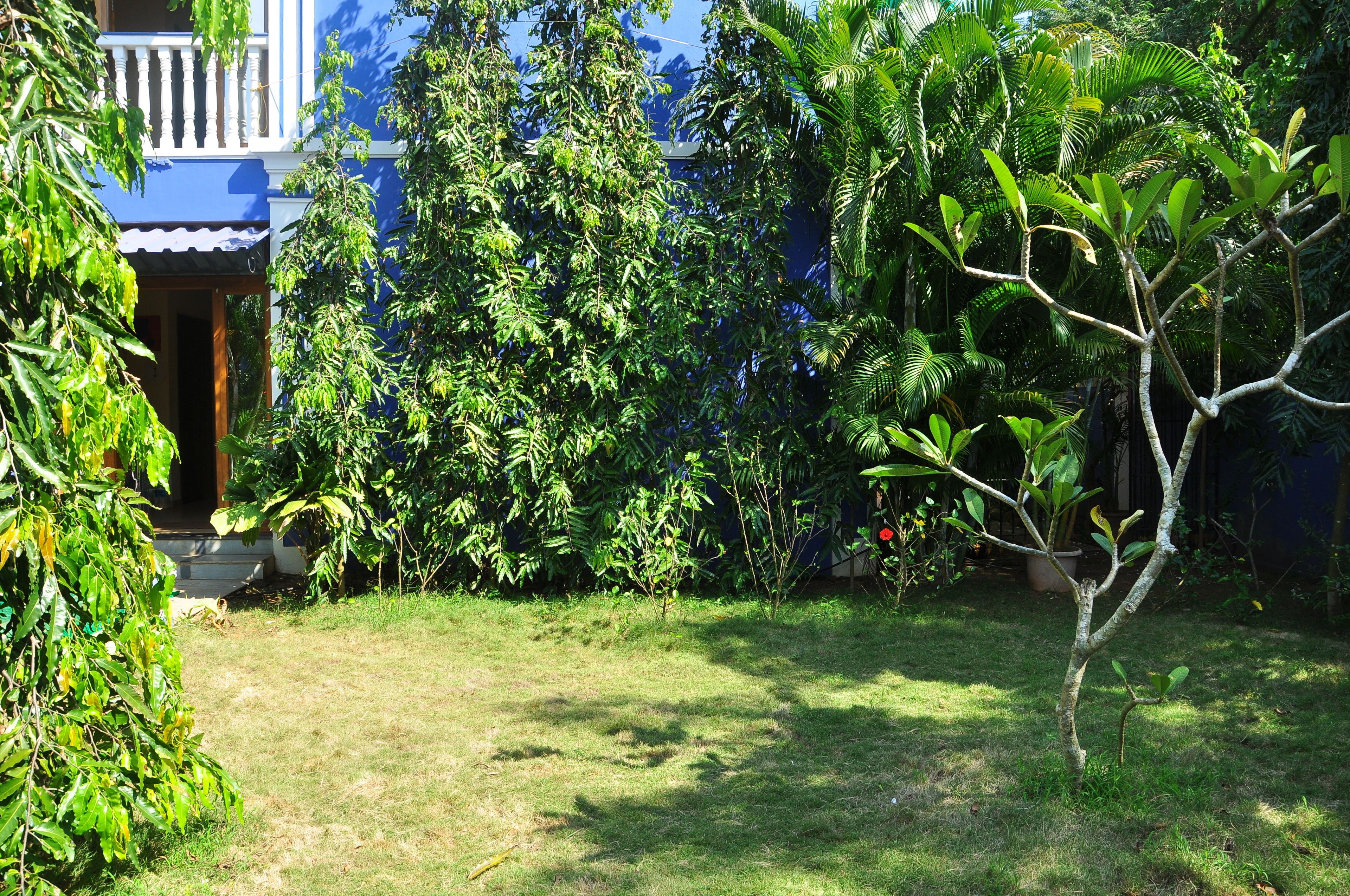 A garden with a blue building, a small tree, and dense foliage.