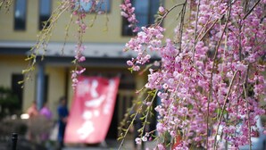 A building with a pink banner and cherry blossoms in the foreground.