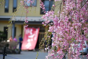 Un edificio con un cartel rosa y flores de cerezo en primer plano.