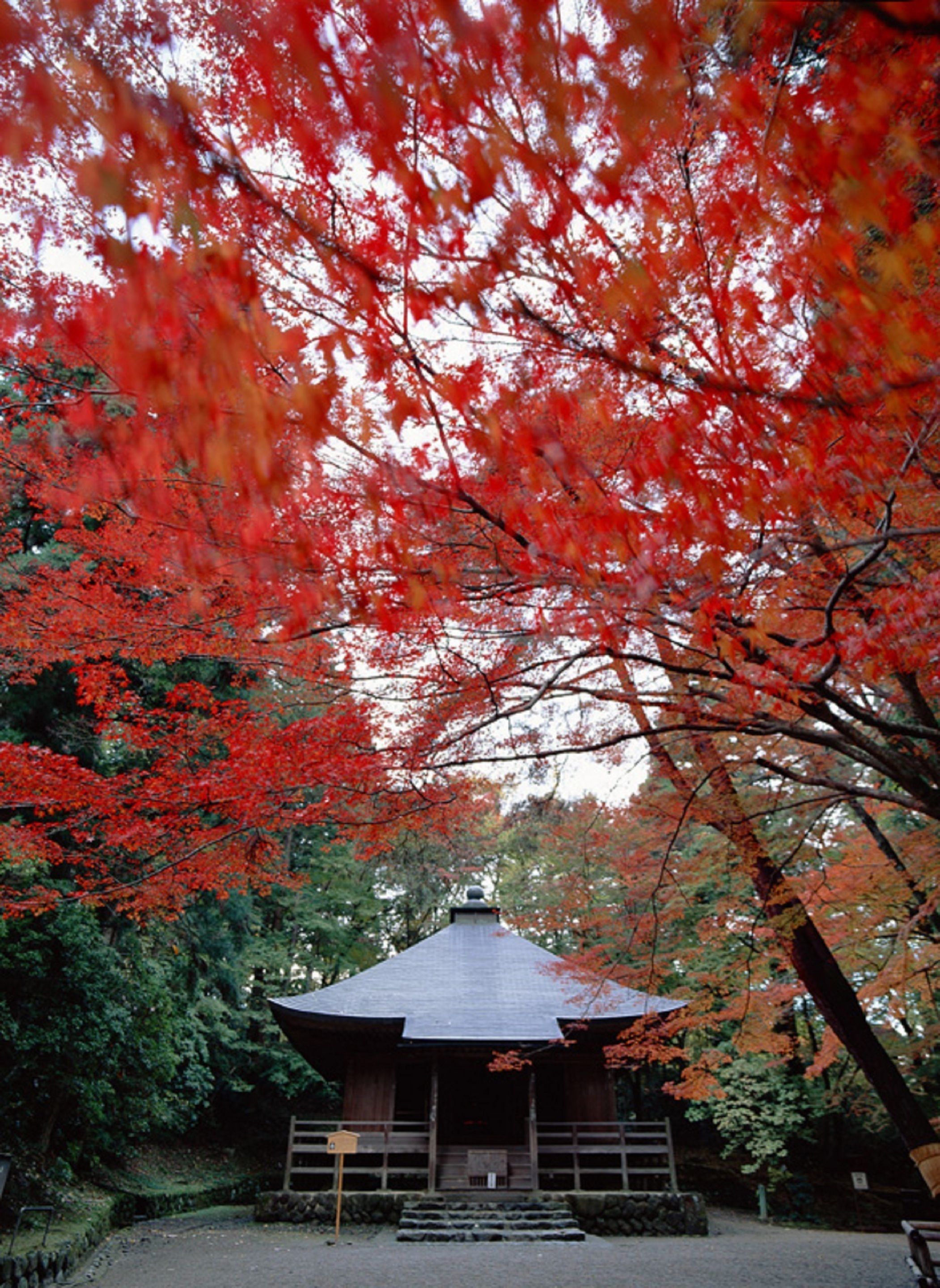 A traditional Japanese building with a sloped roof, surrounded by trees with red autumn leaves.