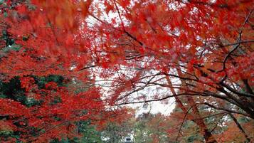 A traditional Japanese building with a sloped roof, surrounded by trees with red autumn leaves.