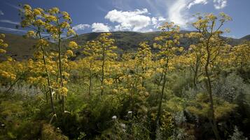 A landscape with yellow flowering trees and green hills under a blue sky.