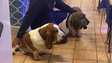 Haustierfreundliche Ausstattung